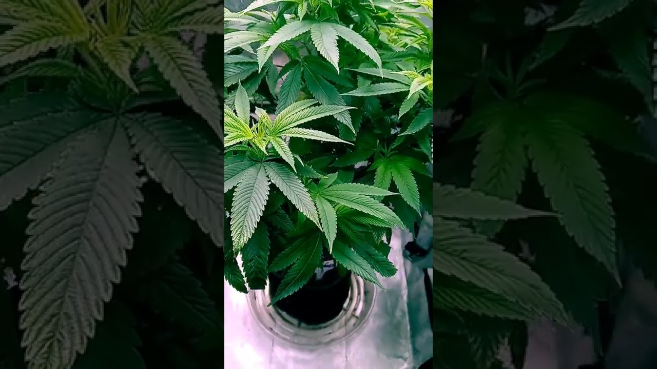 update on Tom Ford Pink Kush.