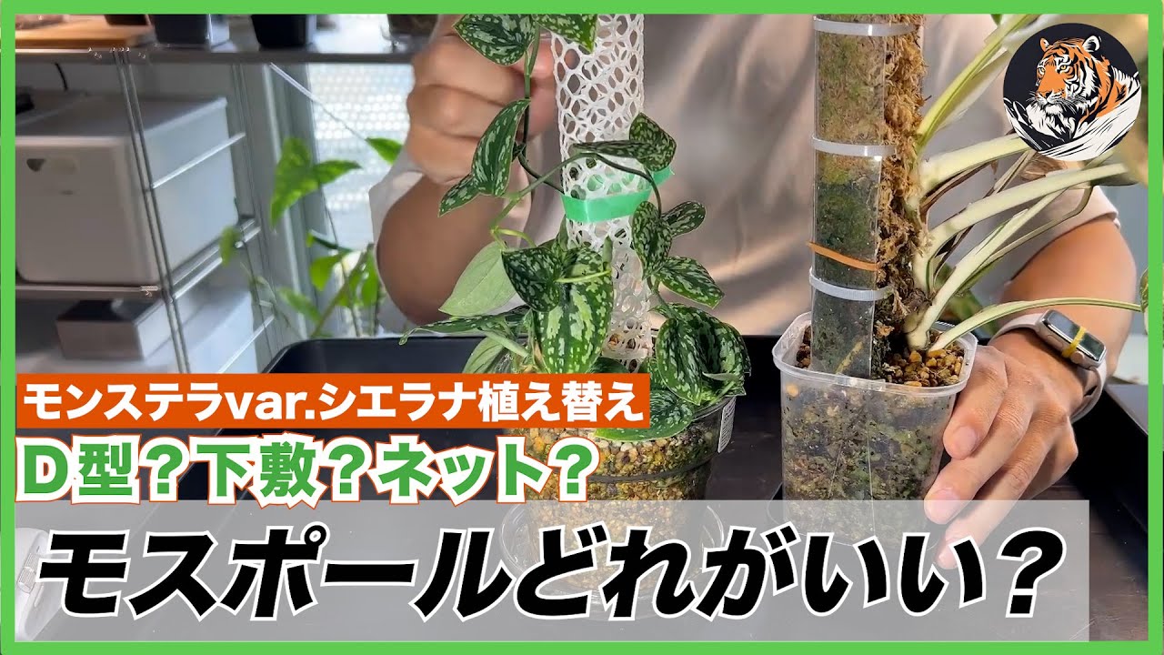【モンステラ】モスポールの素材や形状のメリットやデメリットをざっくり伝えてから、デリシオーサ var. シエラナのモスポール立て