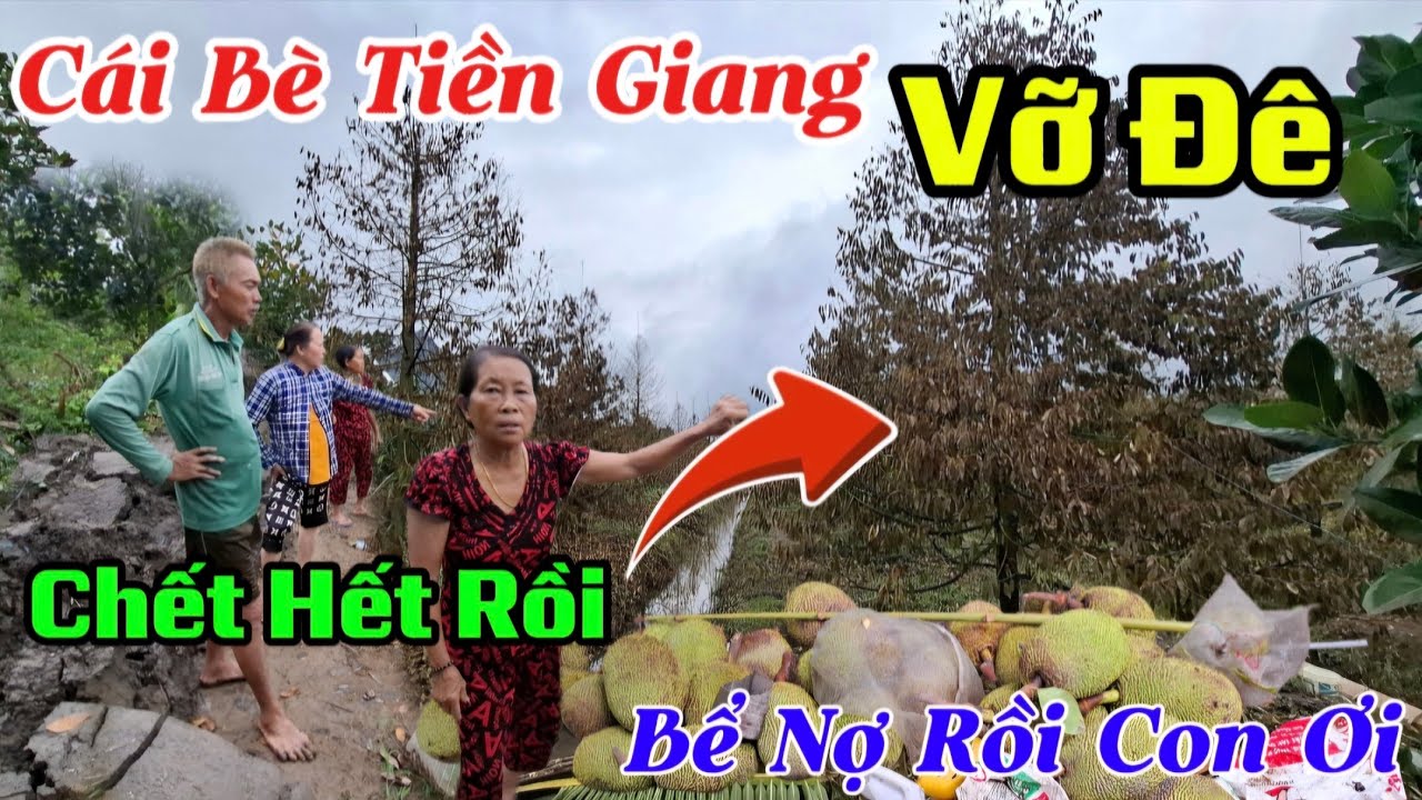 CHẤN ĐỘNG SẦU RIÊNG CÁI BÈ TIỀN GIANG SAU 1 TRẬN LŨ LỤT CHỤC 1000 CÂY CHẾT SẠCH HẾT RỒI 