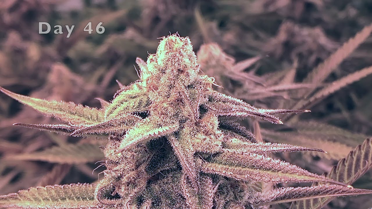 Day 46 Cannabis Flower Close Ups