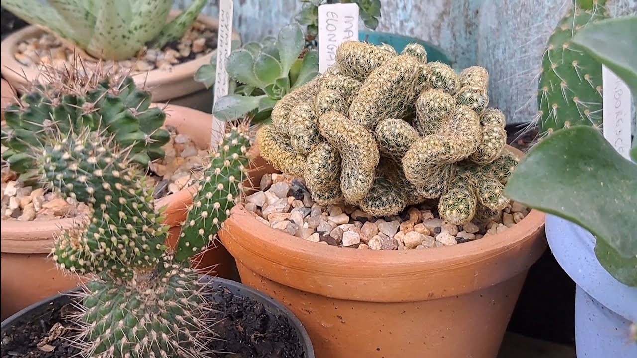 Tour na coleção de Cactos e Euphorbias