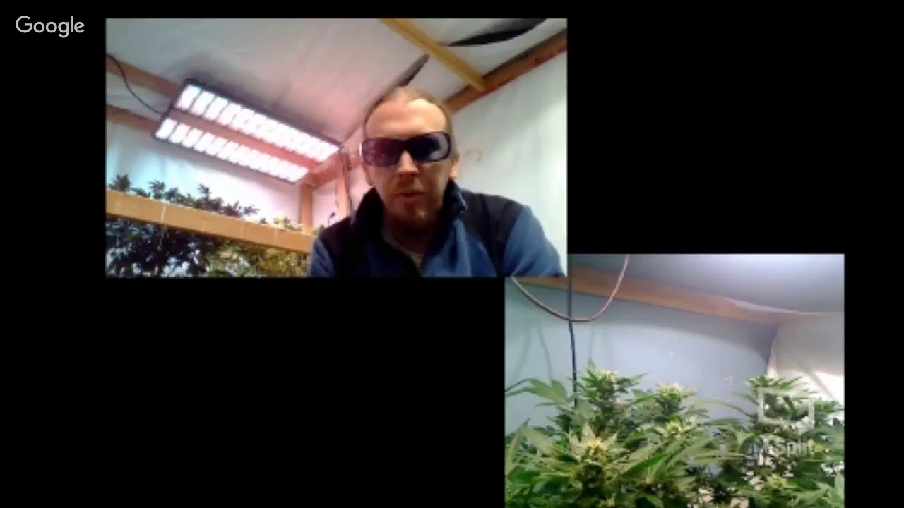 Online Aquaponic Cannabis Class with Potent Ponics & APMeds Dec 8 & 9 / Feb 9 & 10