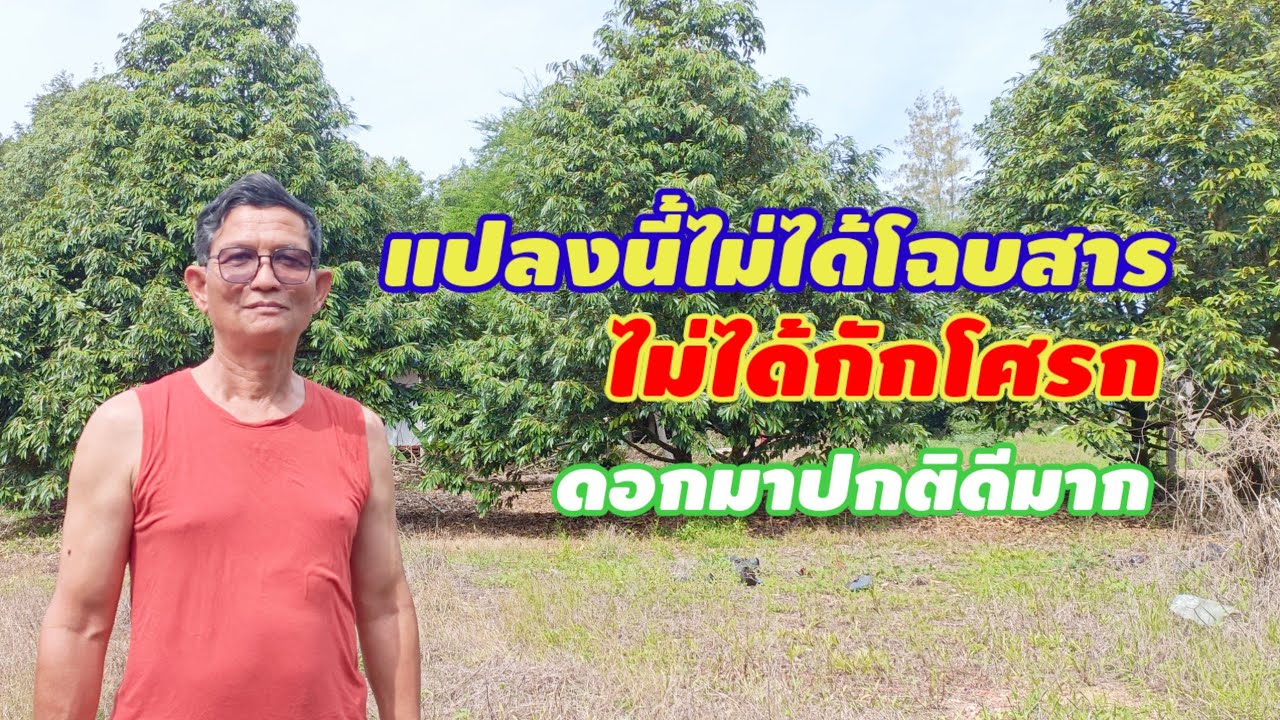 แปลงนี้ไม่ได้ทำสาร ไม่ได้กักโศก ทุเรียนออกดอกปกติดีเขาทำอย่างไร?