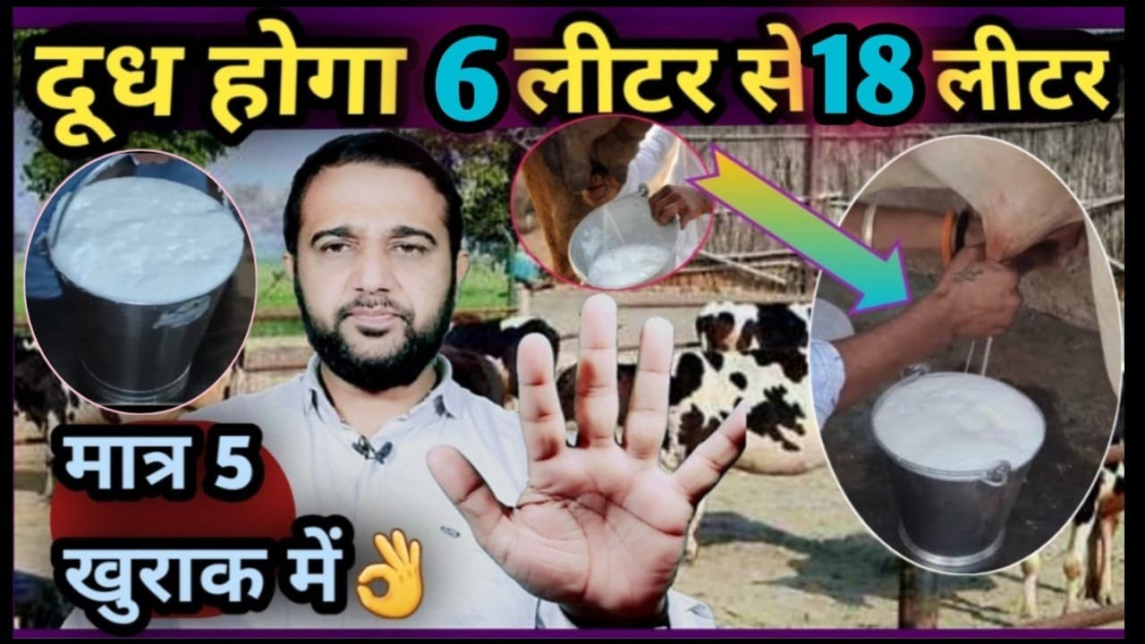 दूध होगा 6 लीटर से 18 लीटर मात्र 5 खुराक में 👍Dudh Badega 6liter Se 18liter Ye Khila do👉