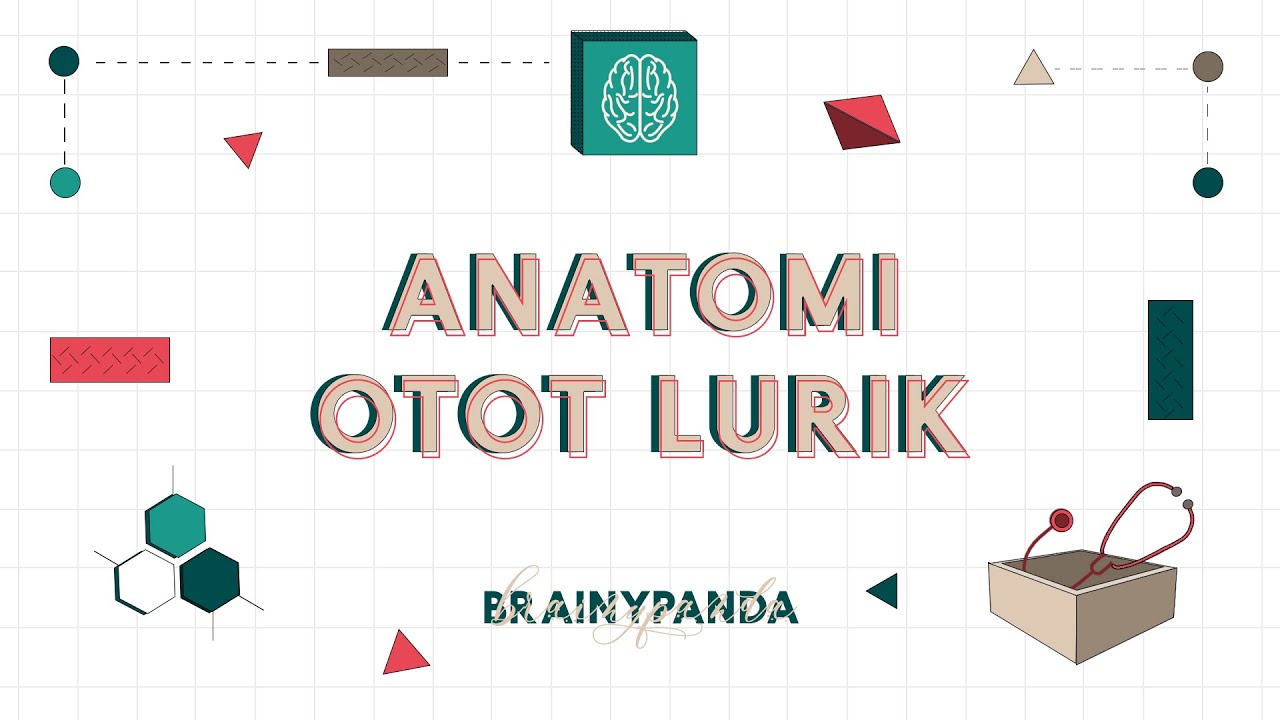 Anatomi Otot Lurik (Overview) | Ilmu Biomedik Dasar | Brainy Panda