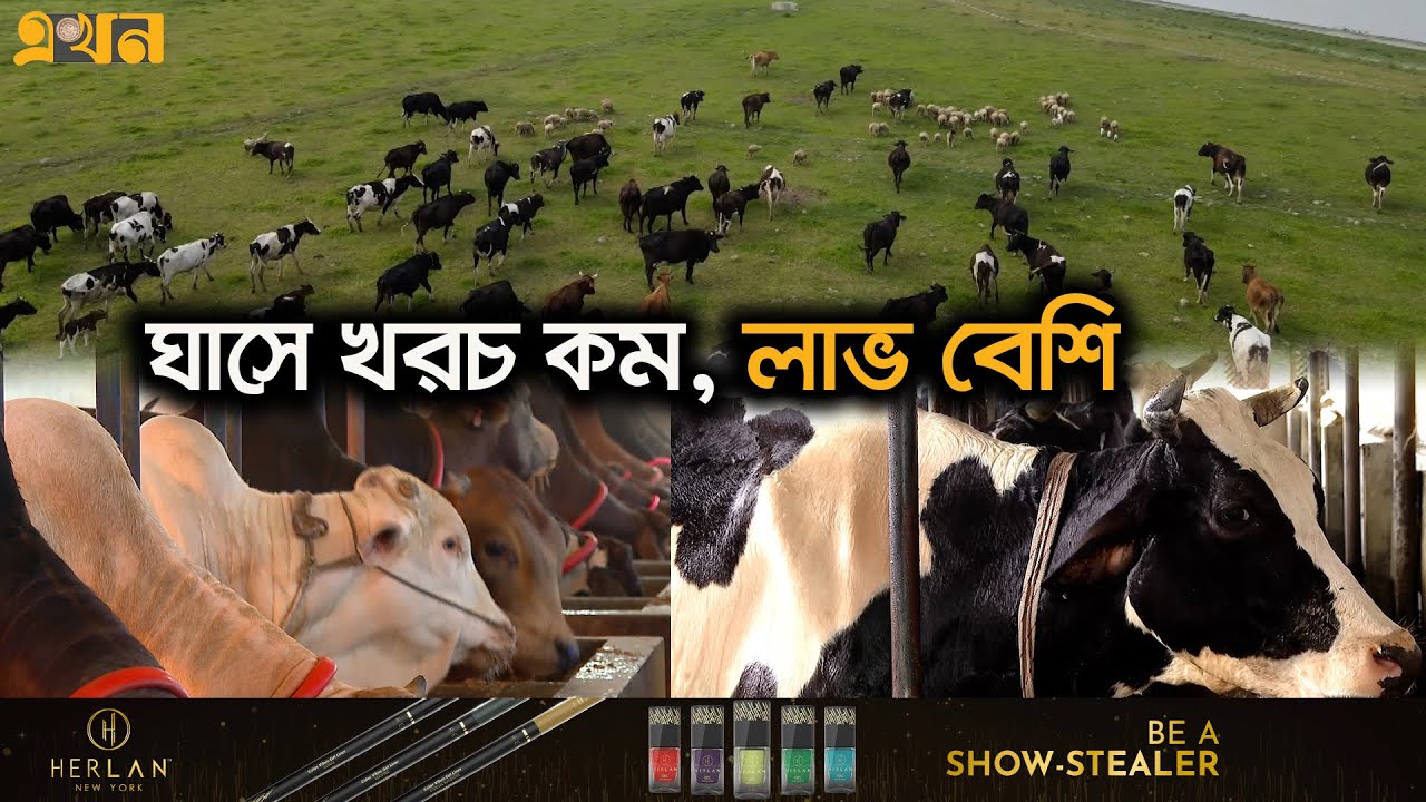 সংখ্যায় নয়, গবাদিপশুর আকার বাড়ালে বেশি সাফল্য | Meat Production | Cow Farm | Ekhon TV