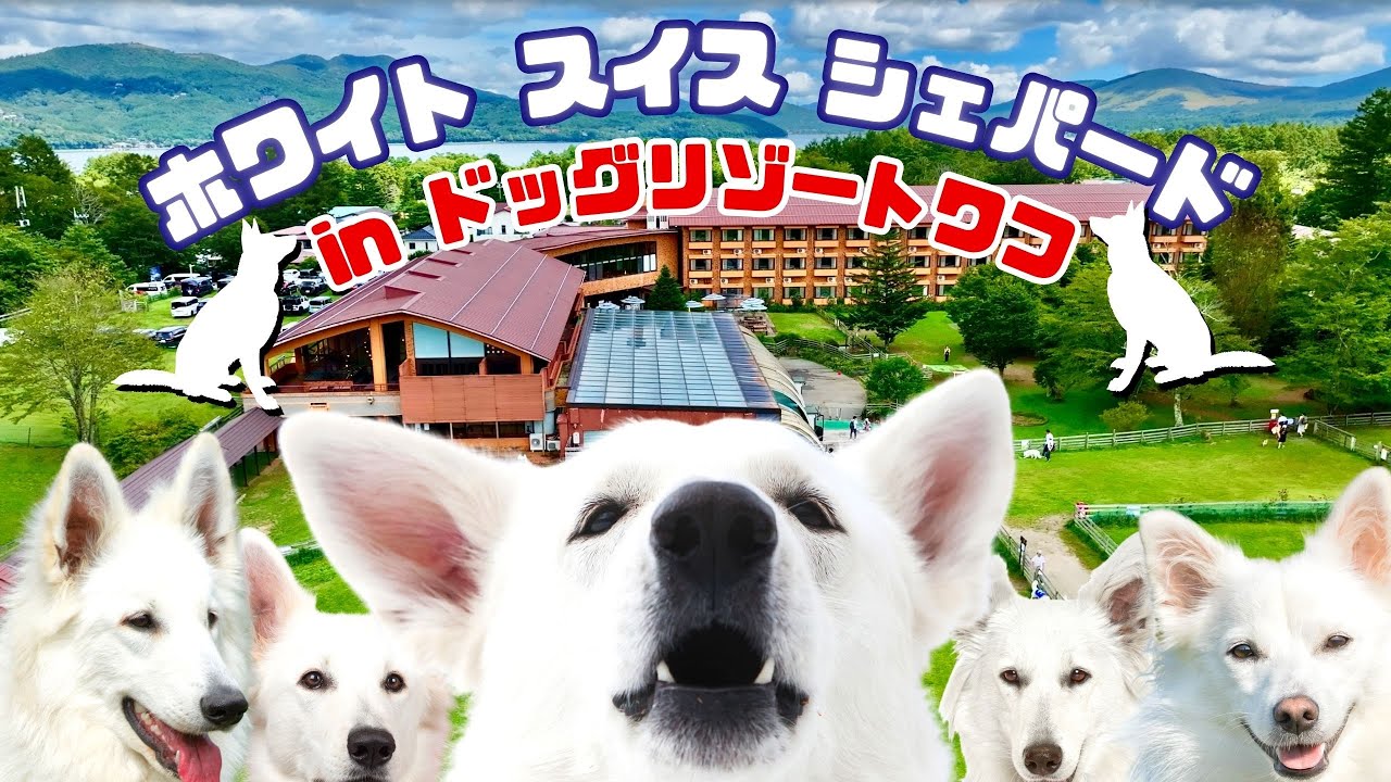 【真白】潜入！ホワイト・スイス・シェパードオフ会！！/inドッグリゾートWoof
