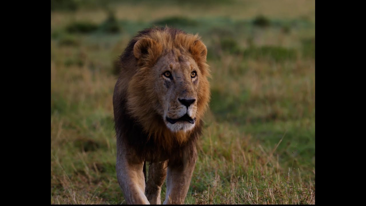 Big Lion Roaring - Mara North Conservancy October2025