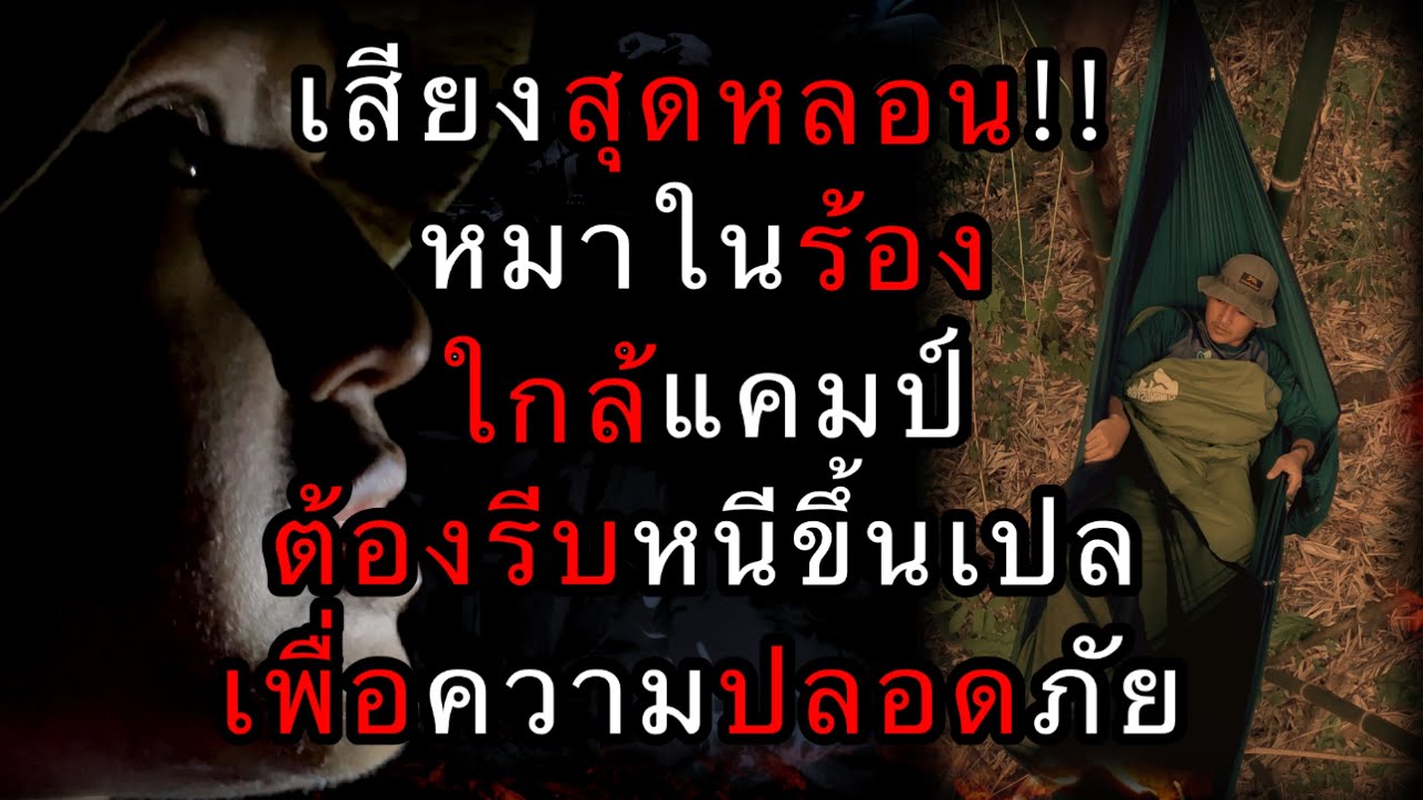 สุดหลอน..!! หมาในลงมากินน้ำใกล้แคมป์ เสียงร้องสนั่นป่า จนต้องรีบหนีขึ้นเปล  ตอนที่ 138