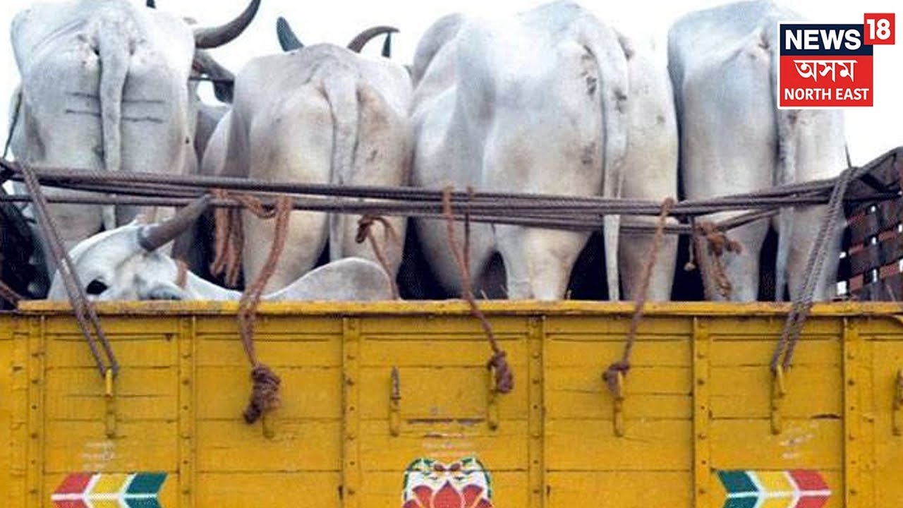 12 Cows That Were Being Smuggled To Bangladesh Seized In Guluganj
