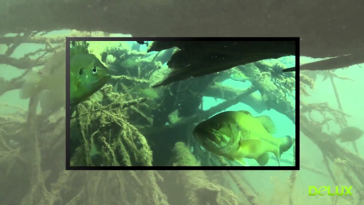Excellent fishing with video rod