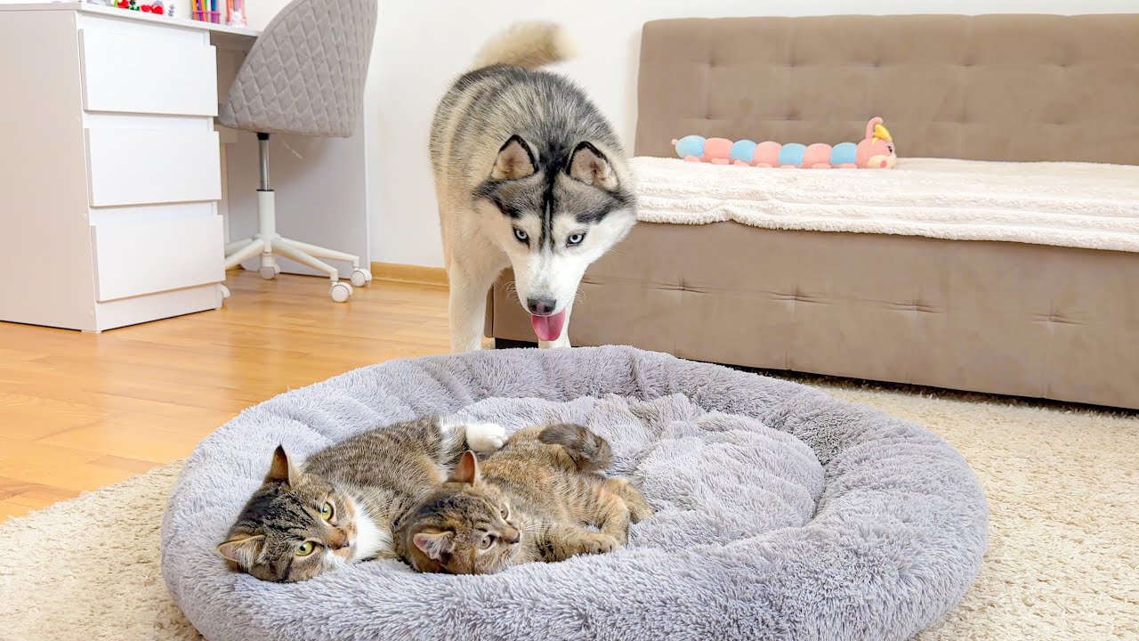 Giant Husky SHOCKED by Kittens Occupying His Bed — Priceless Reaction!