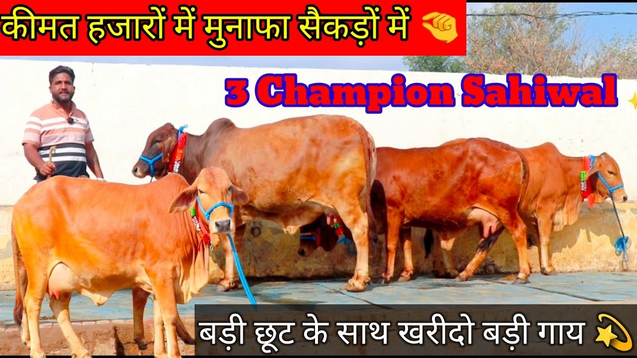 ✨कीमत हजारों में मुनाफे सैकड़ो मे🤏बड़ी छूट के साथ खरीदो 3 शुद्ध साहीवाल 💫 20 किलो दूध स्टाम्प वाला✅ 