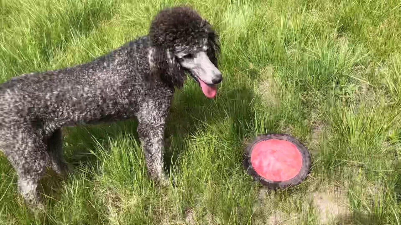 Join us for a walk with our poodles in paradise