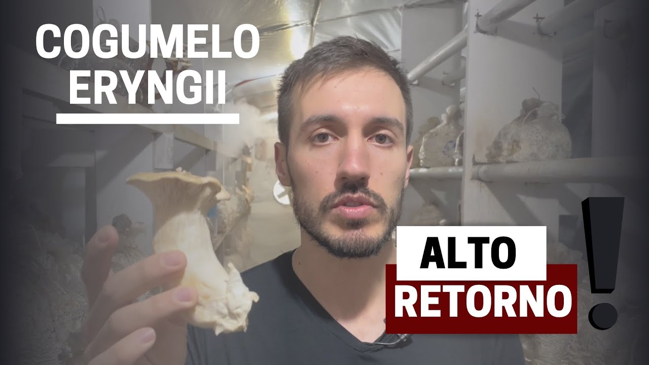 Cogumelo eryngii