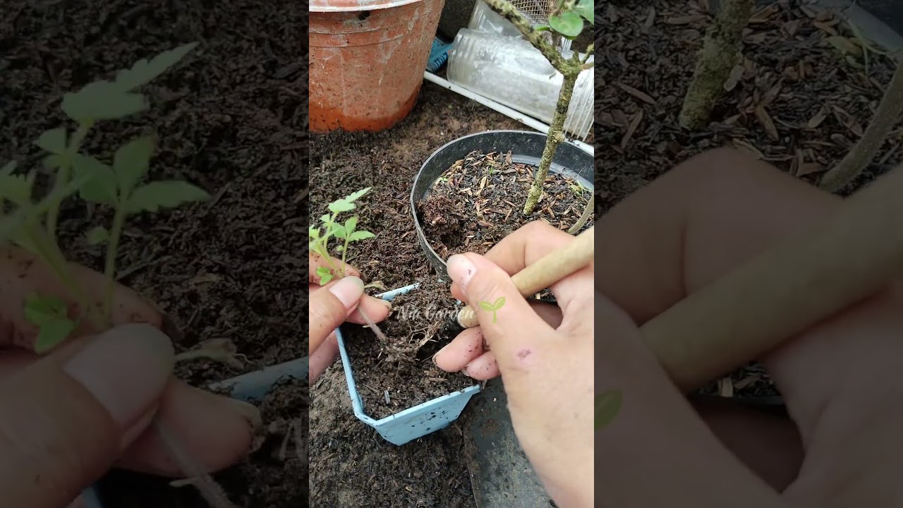 Transplanting a Tomato Plant Growing Next to Jasmine 🌱🪴