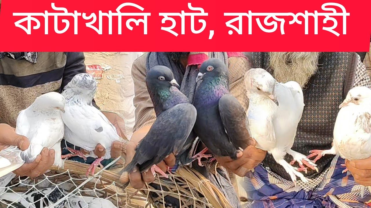 কাটাখালি কবুতরের হাট || ১৩ জানুয়ারি || Biggest Pigeon Market in Rajshahi, Bangladesh || Pigeon ||