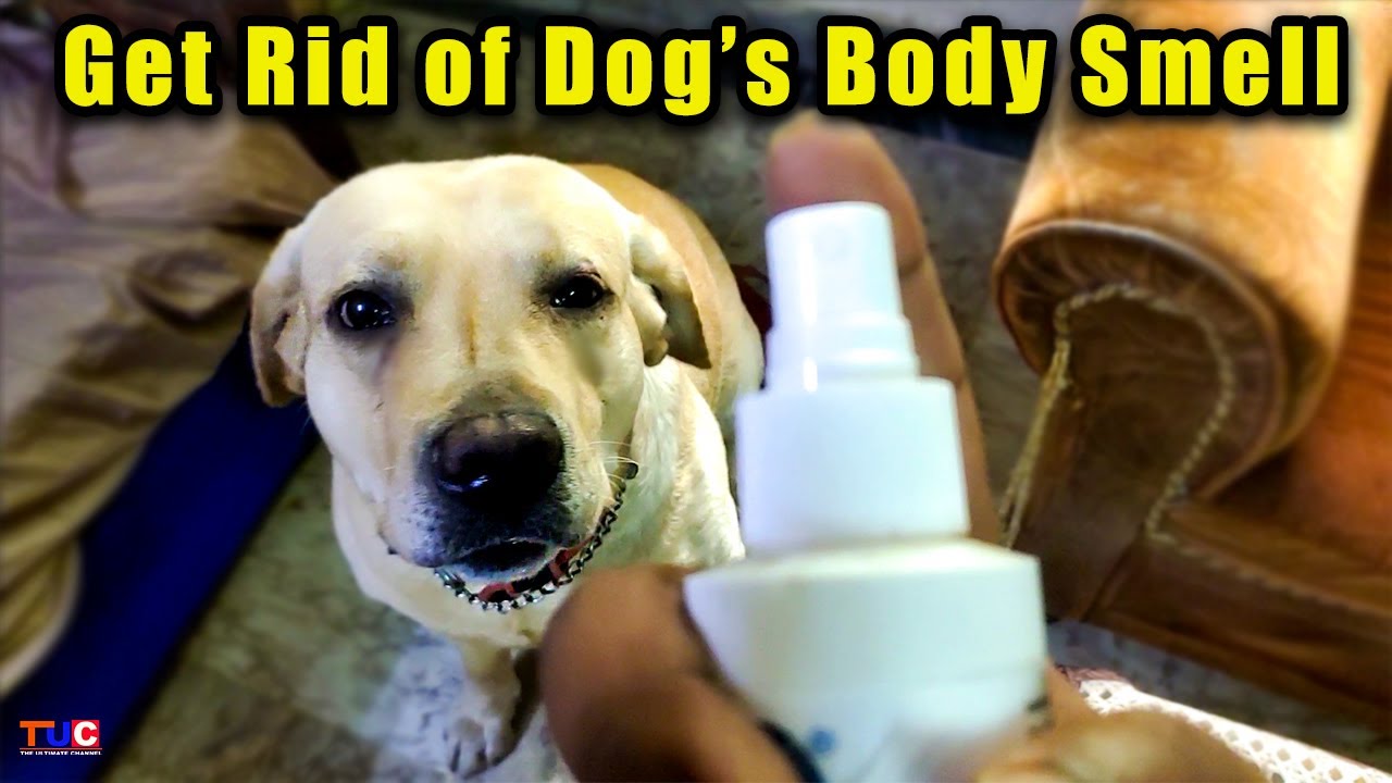 BEST PERFUME SPRAY FOR DOGS | Get Rid of Dog Body Smell in House
