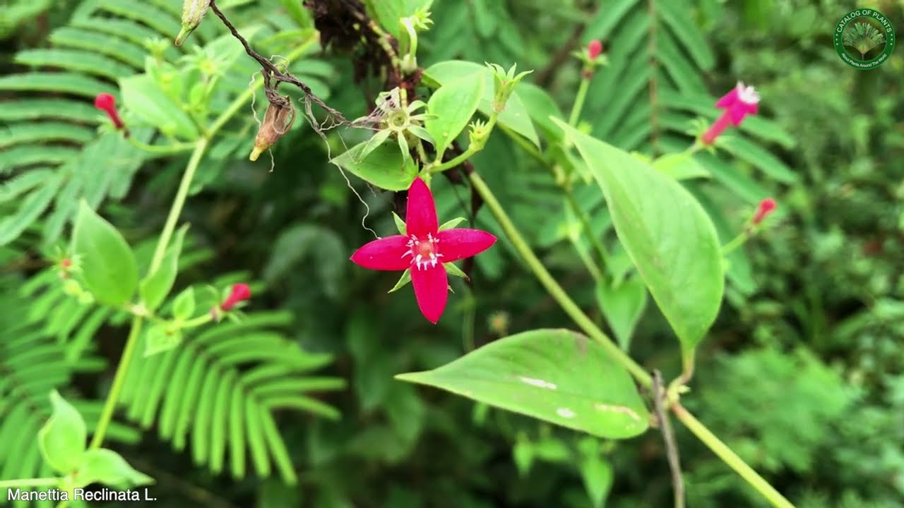 Manettia Reclinata L. | Flowering Plants | 🇵🇦 Panama |