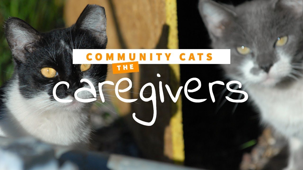 Community Cats: from surviving to thriving