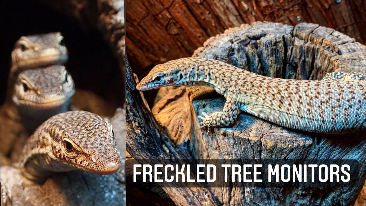 Species Spotlight: Freckled Tree Monitor (Varanus tristis orientalis)