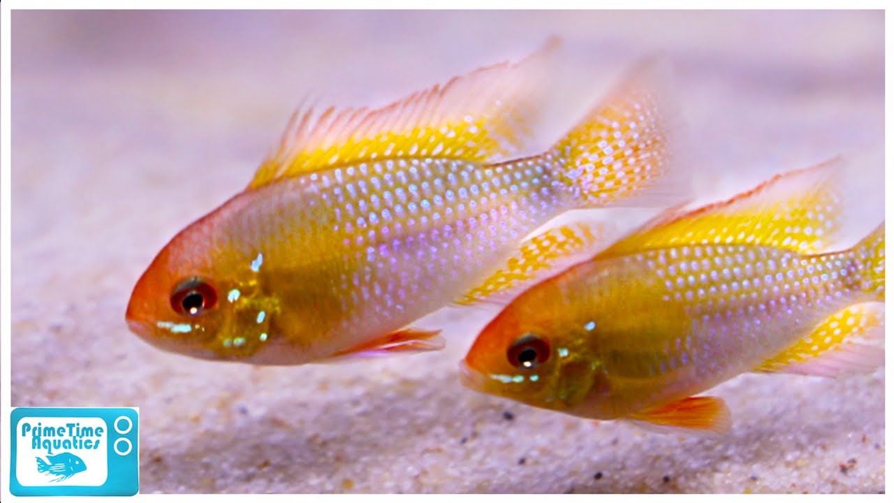 29 Gallon Fish Tank Stocking Ideas! Lots of Options!