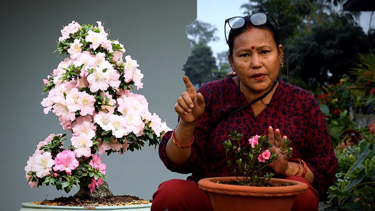 Azalea Plant Potting Mix for Winter I Azalea Plant Care in Nepali I Nepali Garden Tips
