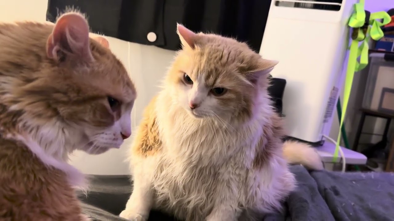 Daisy May asks Dexter for a cleaning… but it doesn’t end like usual 🐾