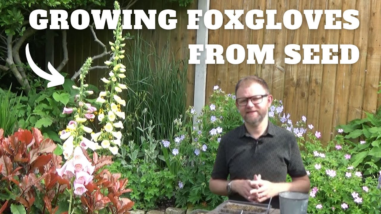 How to Grow Foxgloves From Seed | Growing & Sowing Digitalis Seeds | What Flowers to Sow in Summer