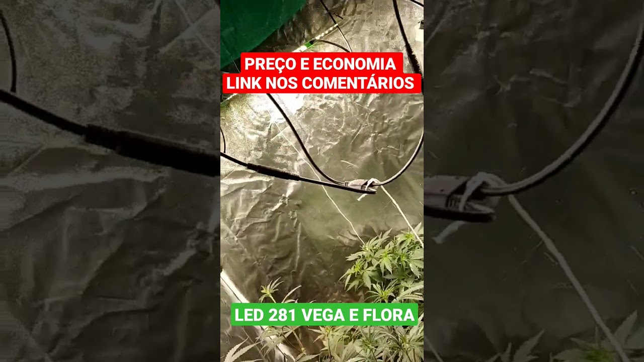 O Melhor LED para Cultivo com o Menor Pre&ccedil;o. Esses LEDs Podem Melhorar a Sua Colheita de Cannabis!!
