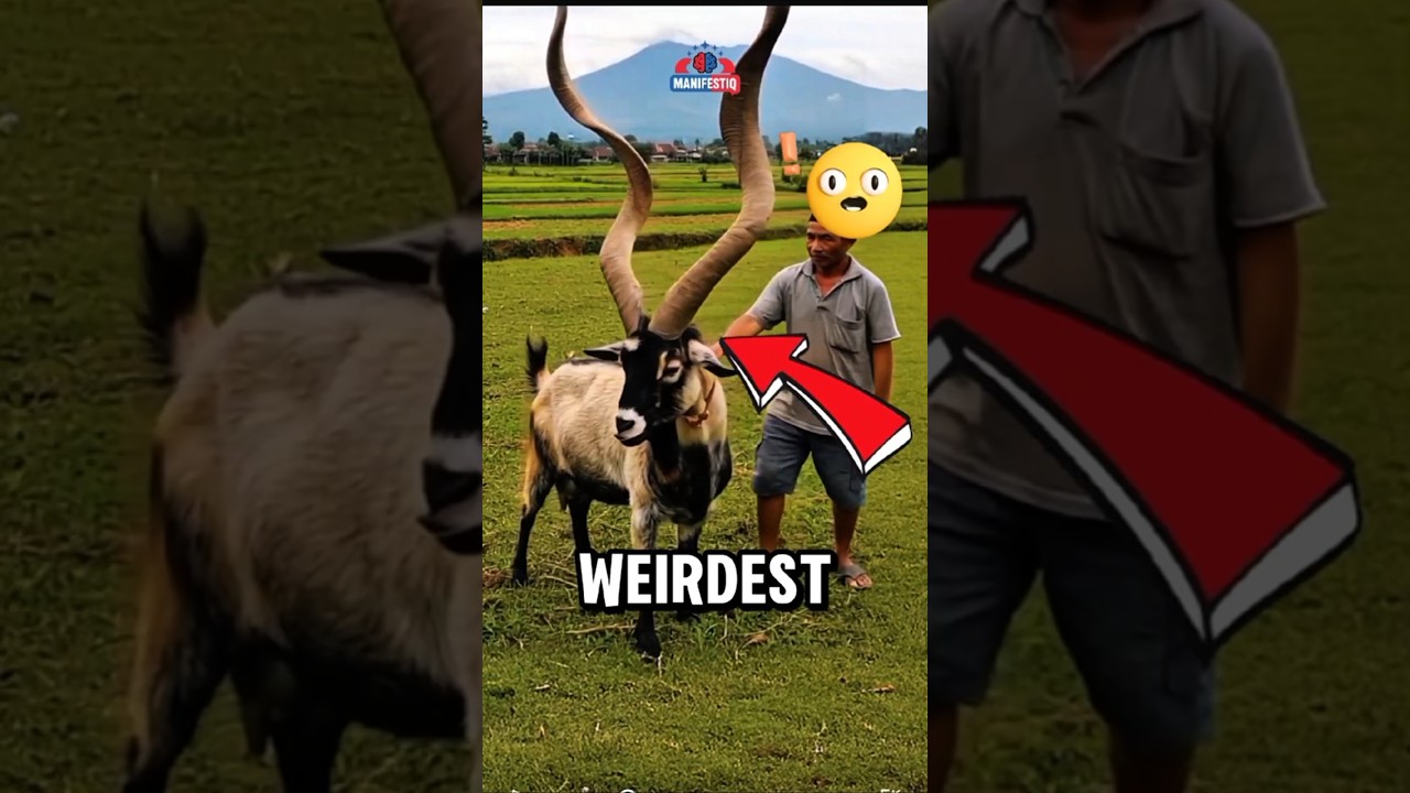 Top 3 Strangest Animal Horns in the World! 😱 #facts #animalfacts #wildlife
