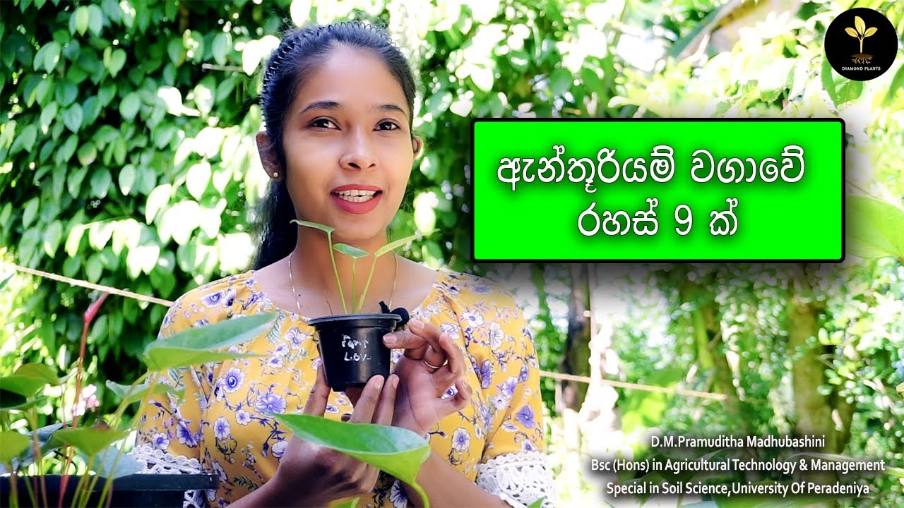 9 Anthurium Plant Care Tips / ගෙදර ඉදන් සල්ලි හොයන්න ඇන්තූරියම් / sri lanka 2022 / clear explanation