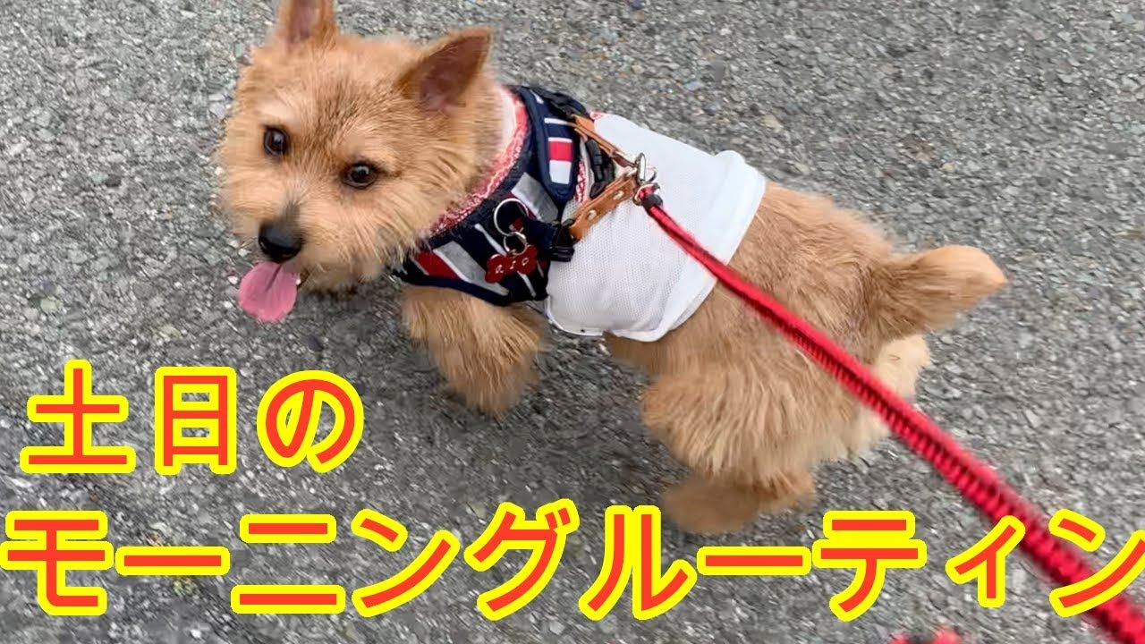 【前編】ノーリッチテリアのモーニングルーティン【散歩】morning routine.