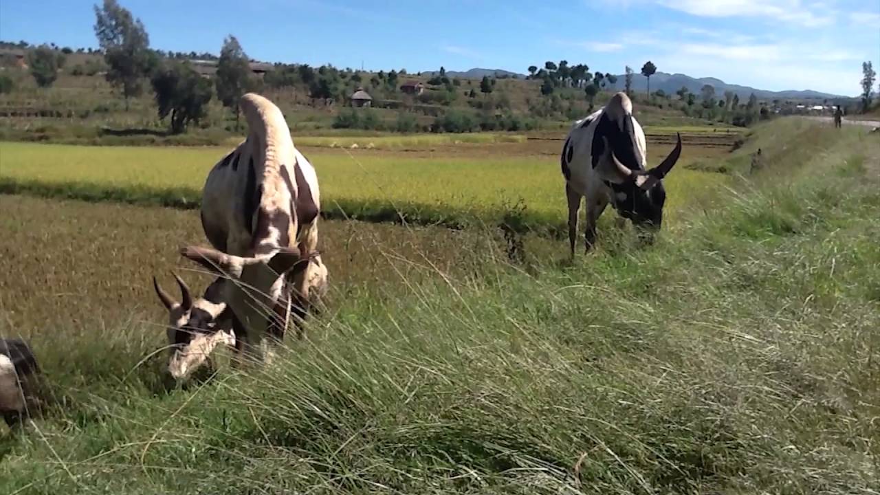 BEMINONO -  Milanto / Vahömbey