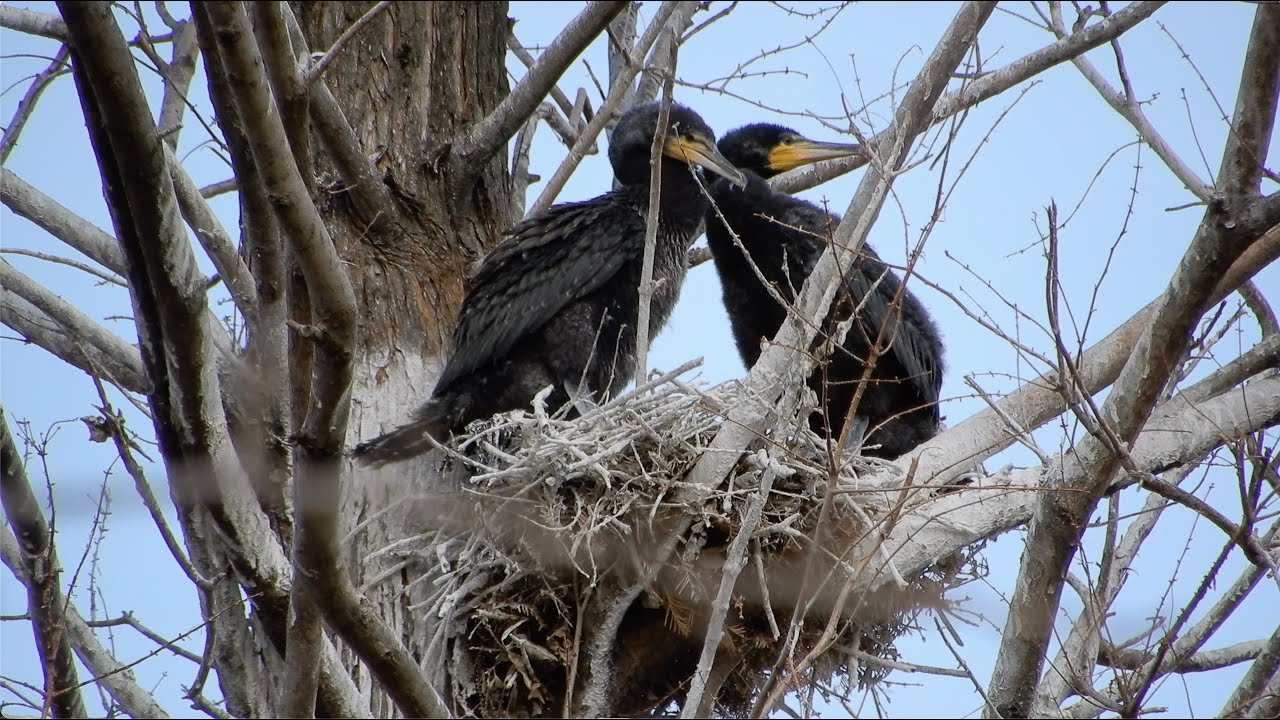 カワウ/Phalacrocorax carbo 09_260126_上野不忍池