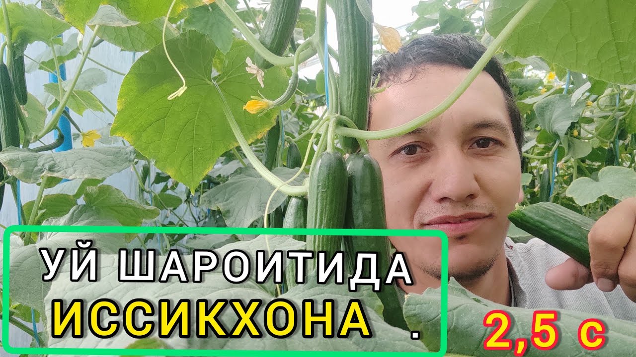 ИССИКХОНА КУРИШ ВА ДАРОМАД ISSIQHONA QURISH