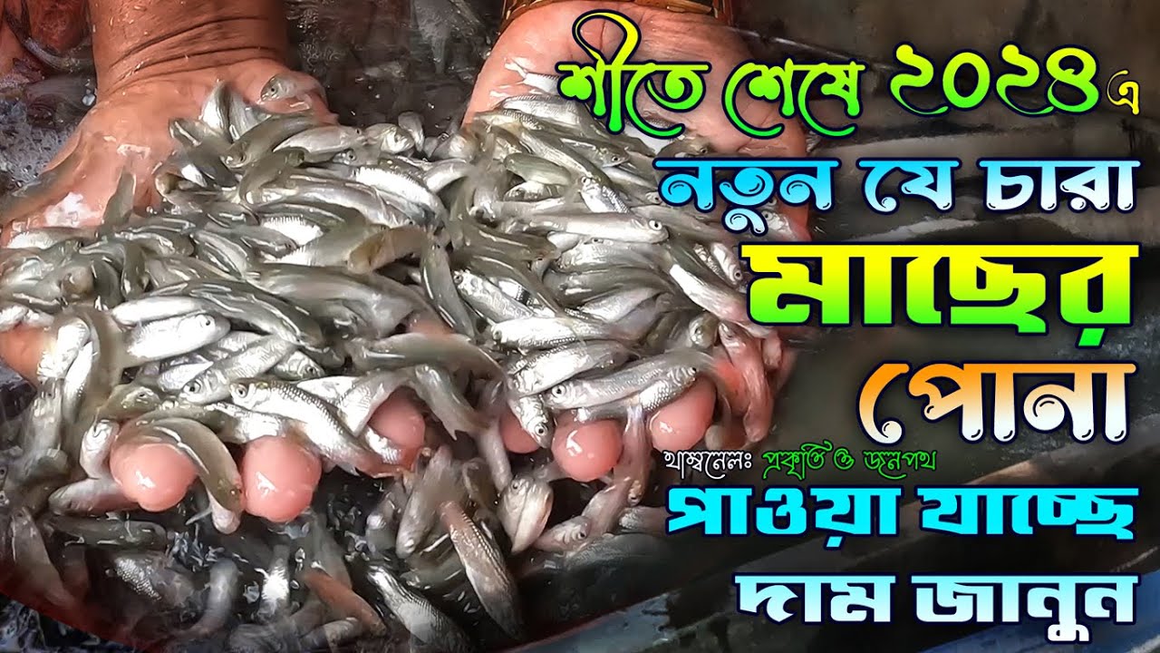 শীত শেষে বর্তমানে যে সকল মাছের পোনা পাওয়া যাচ্ছে। নতুন পোনা ২০২৪। Maser ponar dam