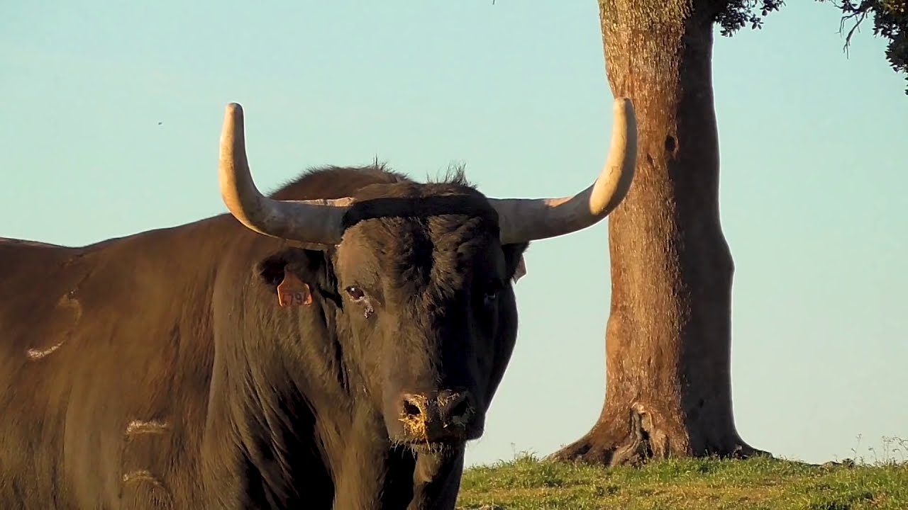 Toros Bravos Como viven entre la naturaleza Ganaderia el Pilar #2