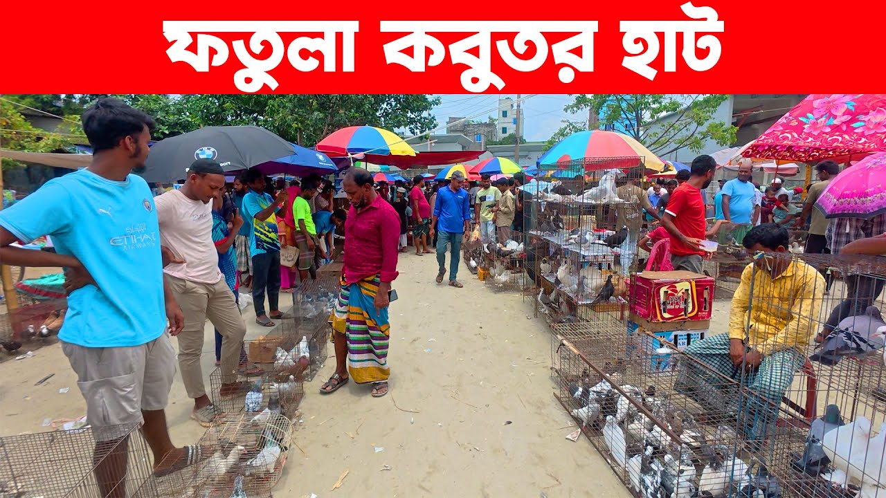 ফতুল্লা কবুতর হাট ১২-৮-২০২৫ | kobutor hat | today pigeon market in bd | fotulla kobutor hat
