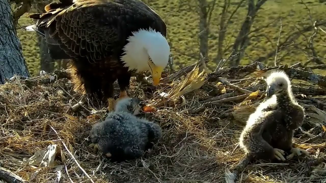 S05#129 #baldeagle | Review mother bird brings food to feed her chicks | bird nest with nature S05