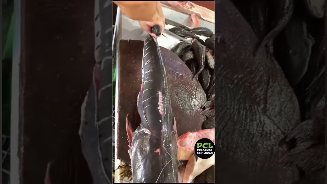 Fileteando Surubi #pesca #catchingfish #pesca #fishing #fish #fishinglife #pescaria #