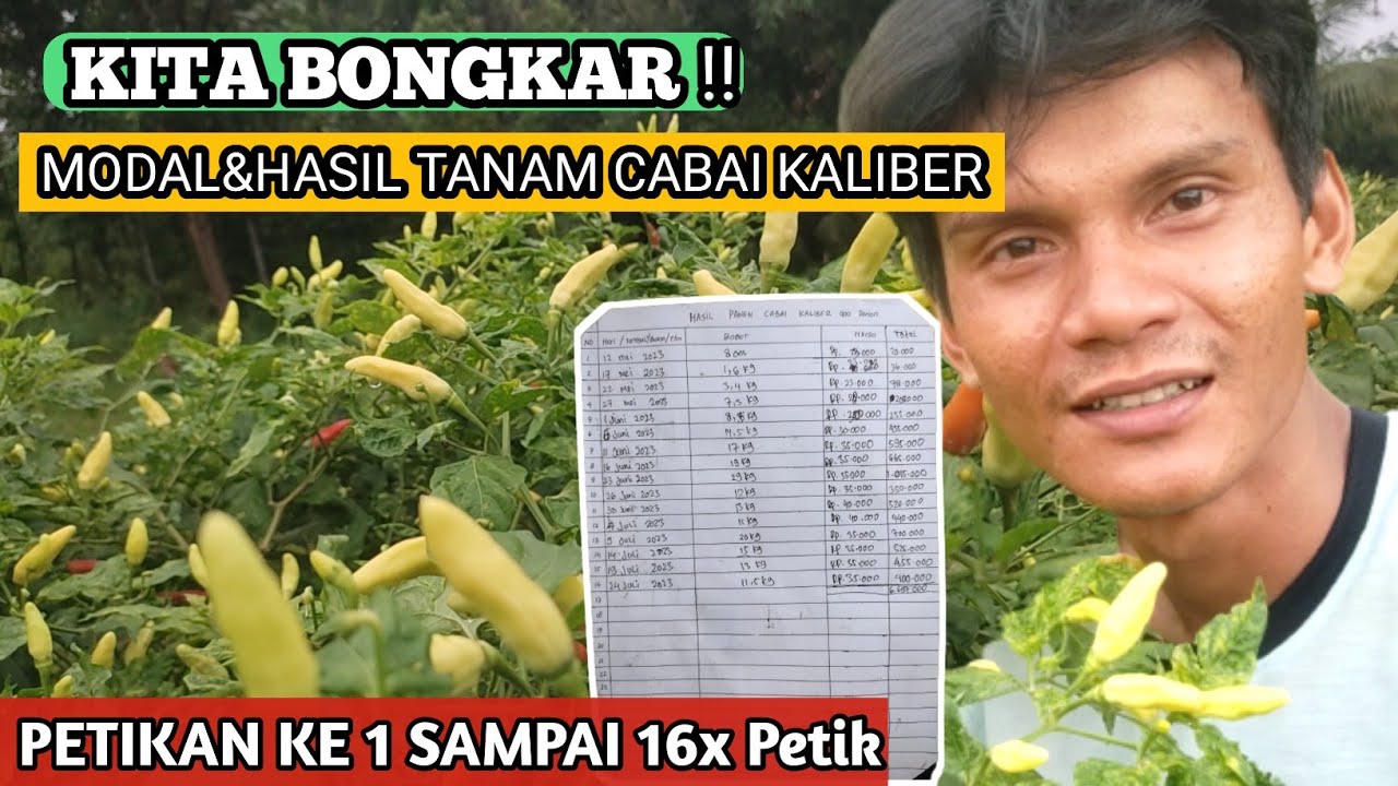 HASIL TANAM CABAI KALIBER 400 POHON PETIKAN KE 1 SAMPAI KE 16 TANPA PLASTIK MULSA‼
