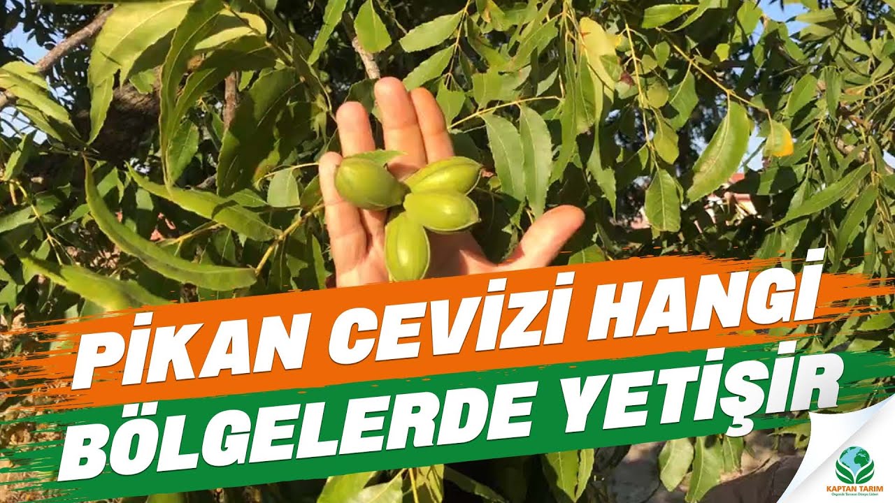 Pikan Ceviz Hangi Bölgelerde Yetiştirilir