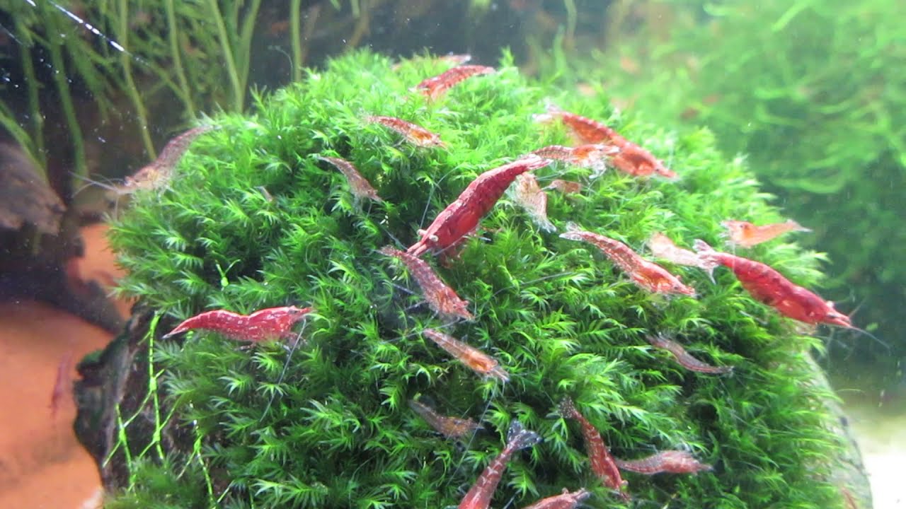 Fissidens fontanus AKA Phoenix Moss with Red Cherryz