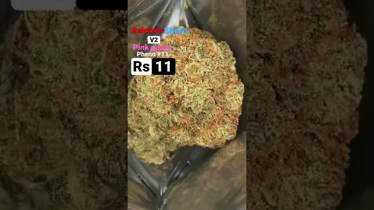 RS11 | rainbow sherb v2 pink guava pheno 11 | Balaclavabuds