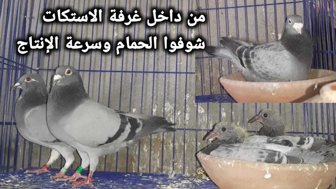 خطوات نجاح الفرخ   وإتفرج علي أفضل طير في تاريخ الحمام الزاجل في مصر 🌷