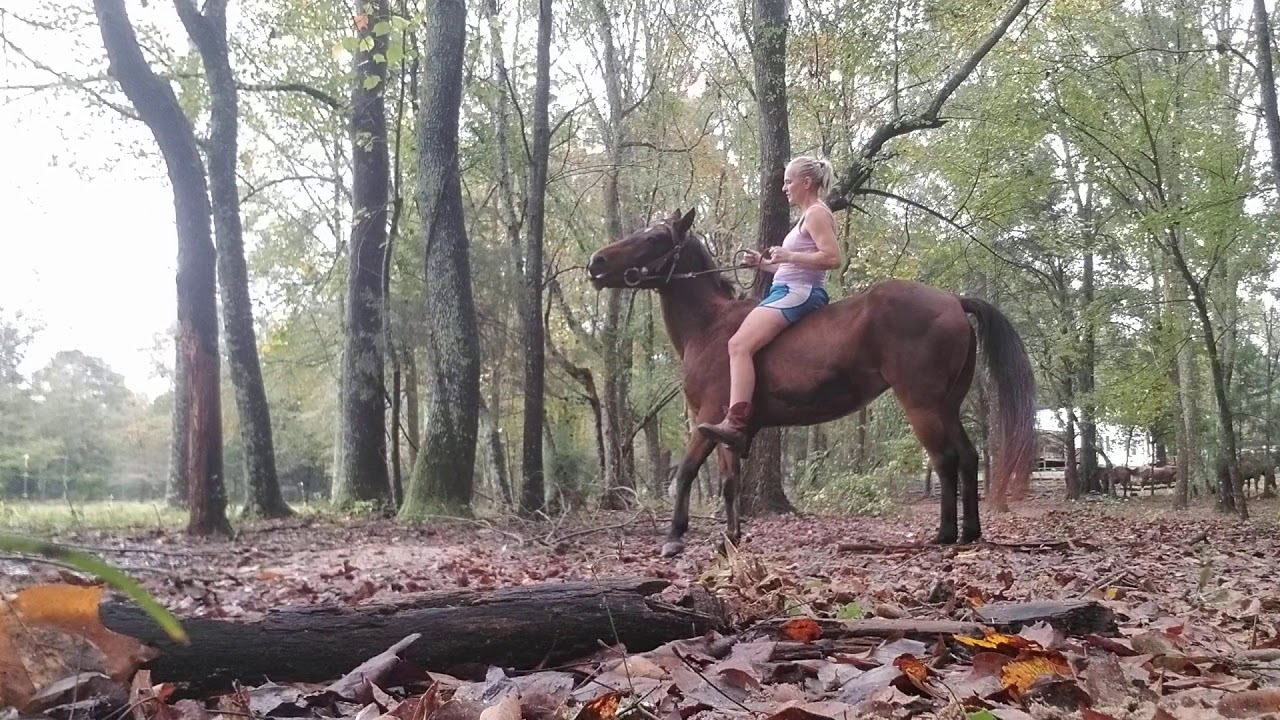 fizzymae bareback neck rein