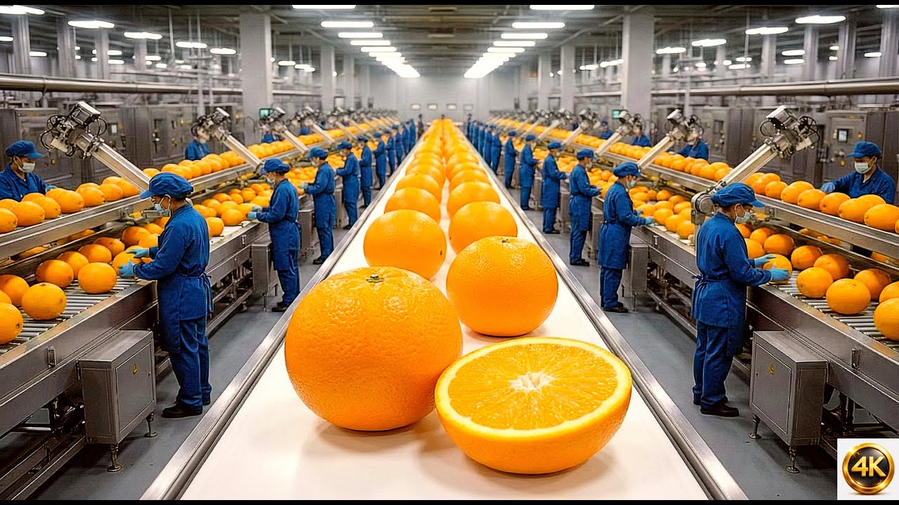 Inside Orange Juice Factory  How Oranges Are Processed Into Juice  Factory Documentary