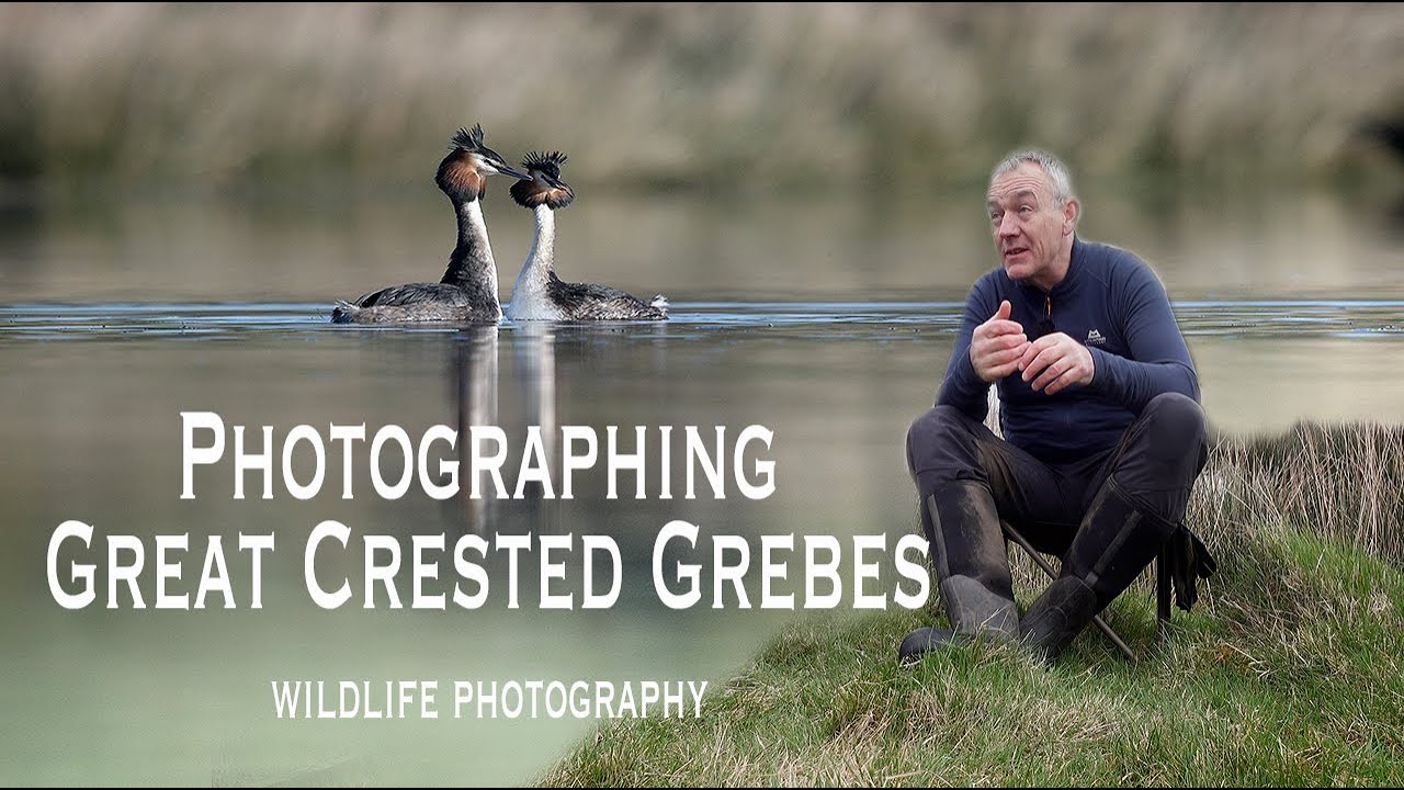 Wildlife Photography : Photographing Great Crested Grebes