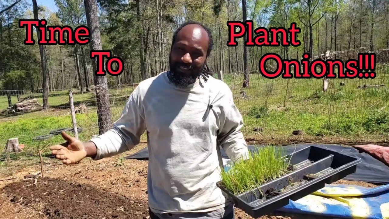 Planting Out Onions Started from Seed